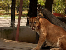 Зоопарк Batalhao do Forte Sao Joaquim