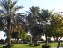 Парк Аль Джахели