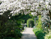 Сады Мартино