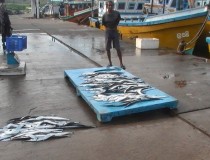 Рыбный рынок Хиккадувы