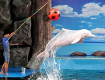 Дельфинарий Pattaya Dolphin World and Resort