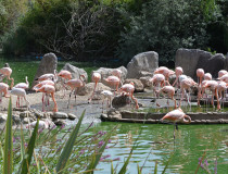 Биологический парк «Фауния» в Мадриде