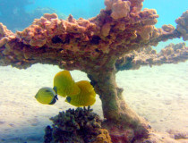 Риф бухты Макади