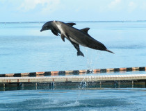 Дельфинарий на острове Муреа