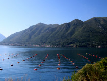 Ферма мидий в Дражин Врт