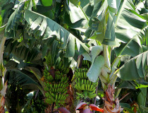 Банановые плантации в районе Пафоса
