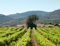 Винодельня при монастыре Топлу