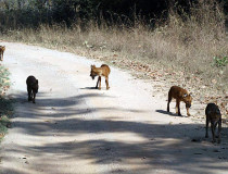 Национальный  парк  Канха