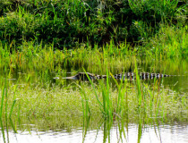 Национальный Ботанический парк Нейпьидо
