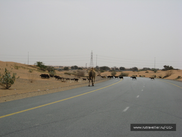 photo 423245