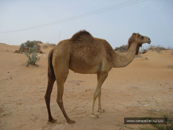 photo 423246