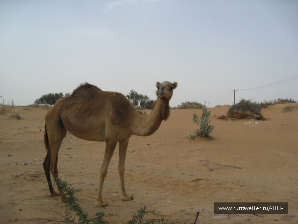 photo 423247