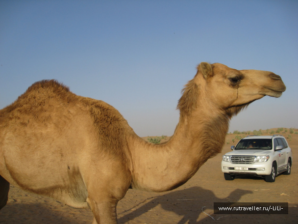 photo 423261