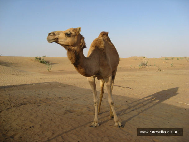 photo 423263