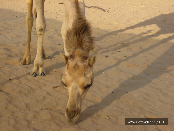 photo 423264