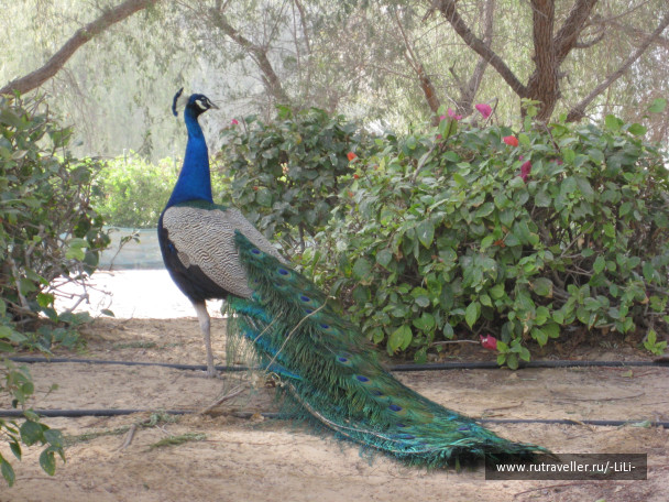 photo 423288