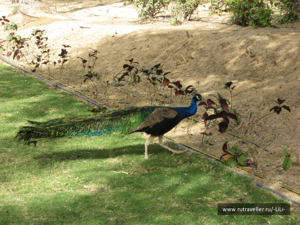 photo 423289