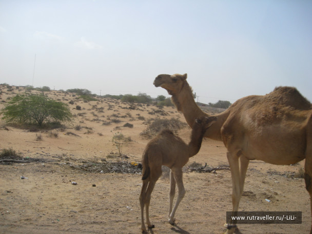 photo 423292