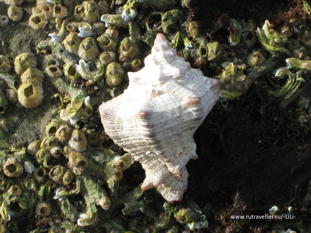 photo 423301