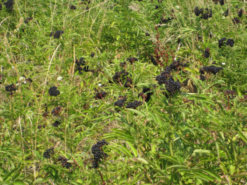 photo 424828