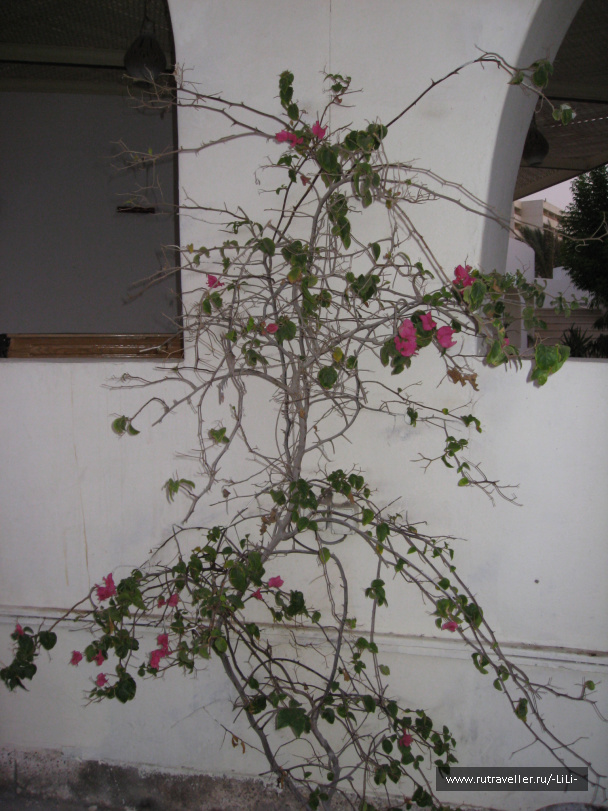 photo 428070