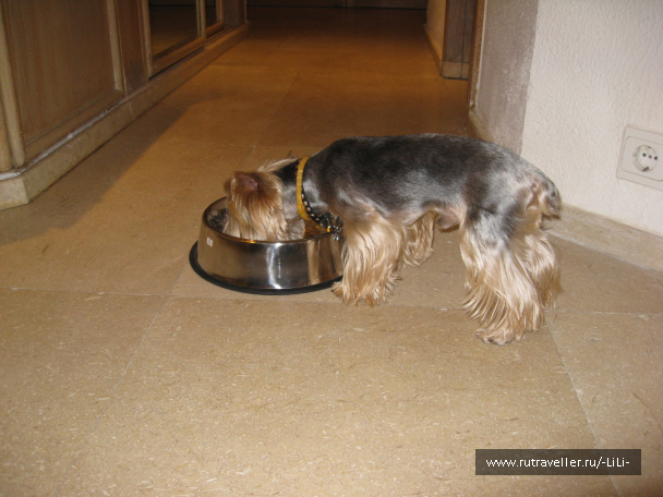 photo 428075
