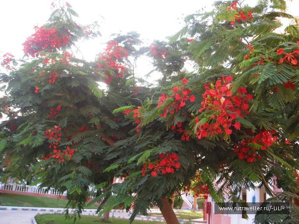 photo 425590