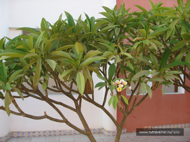 photo 425591