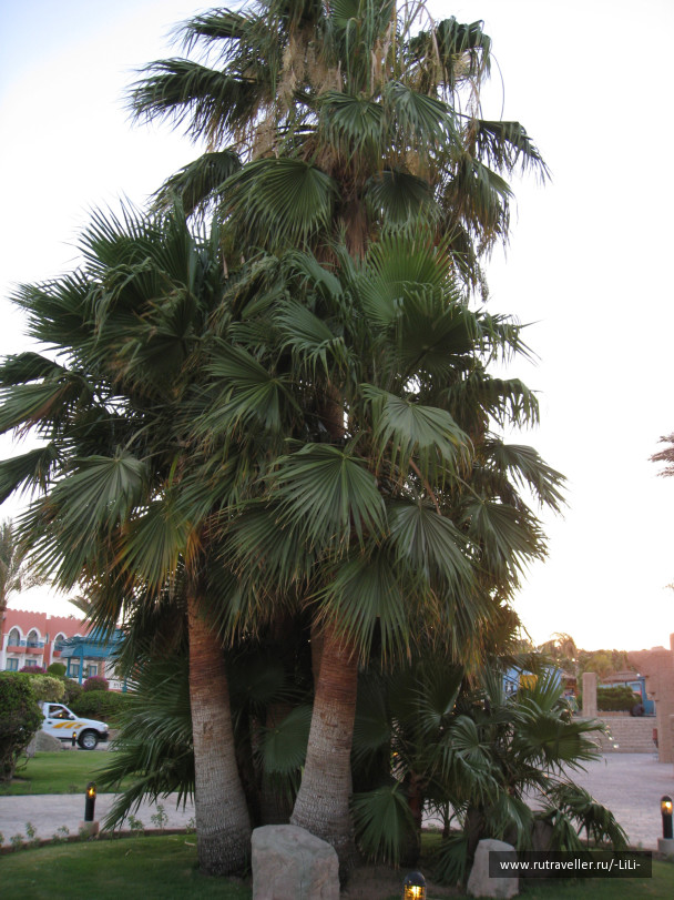 photo 425597