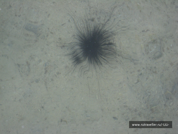 photo 433244