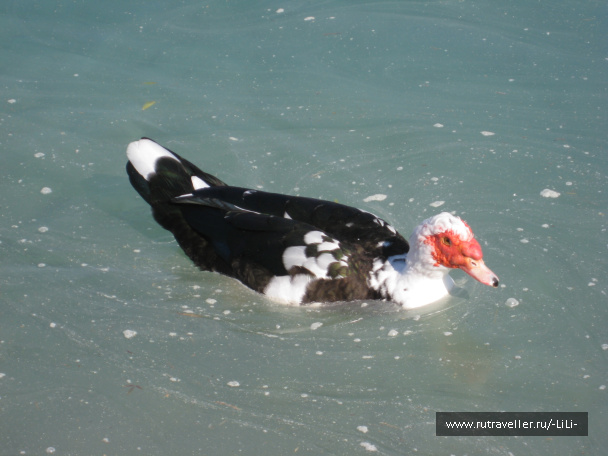 photo 439755