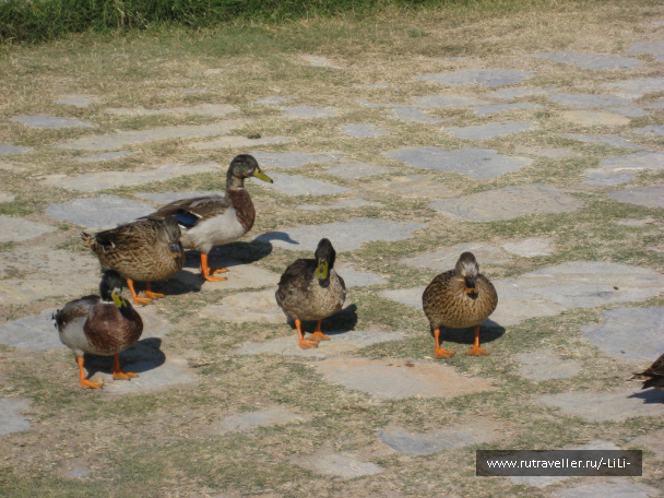 photo 439756