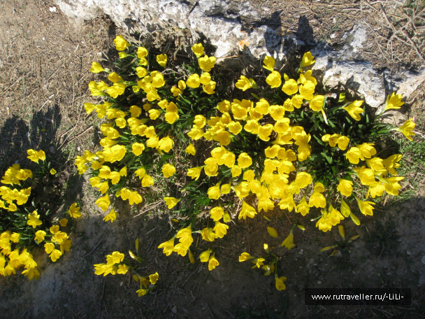 photo 439771