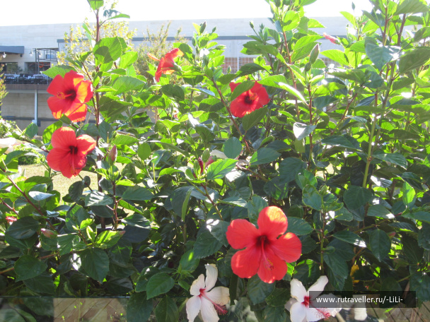 photo 439815