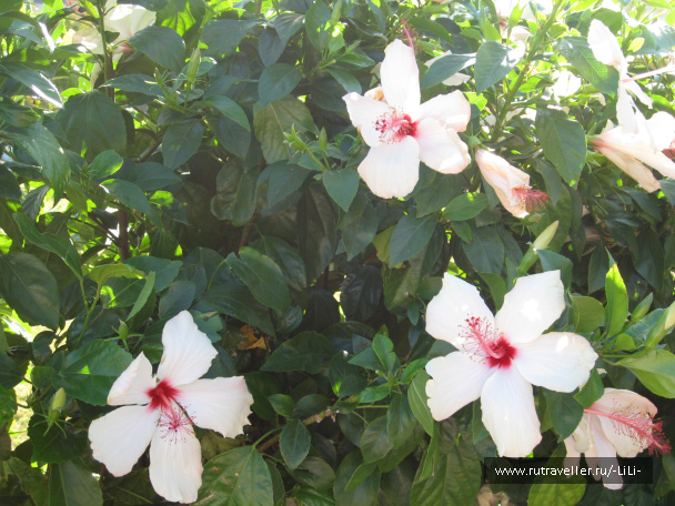 photo 439816