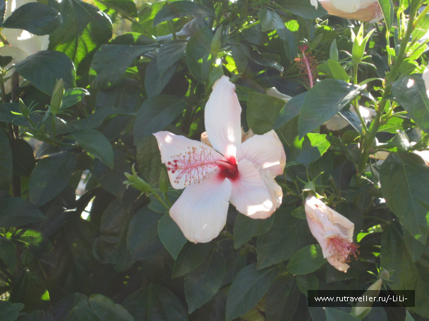 photo 439817