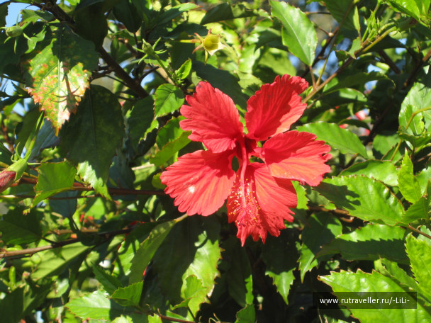 photo 439818
