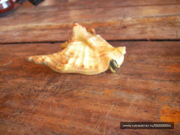 photo 473540