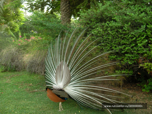photo 473715