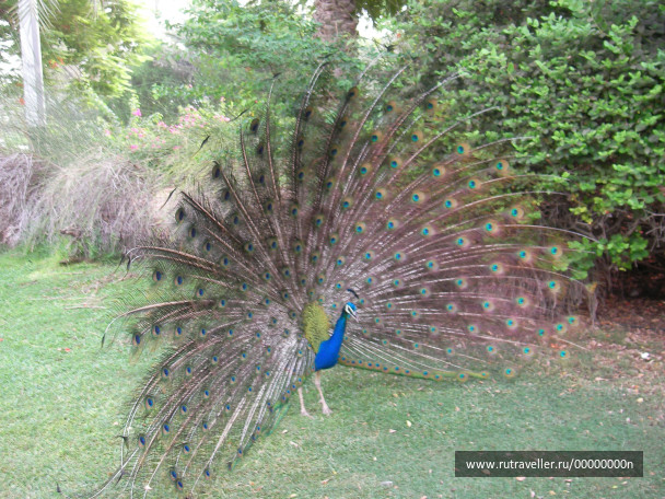 photo 473716