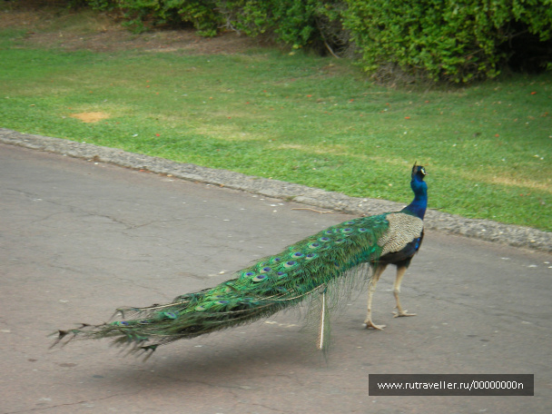 photo 473718