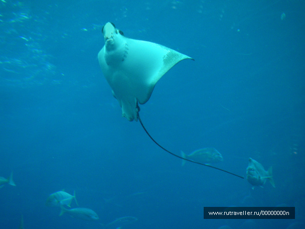 photo 473724