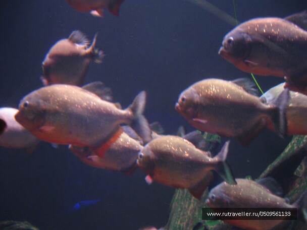 photo 1382920
