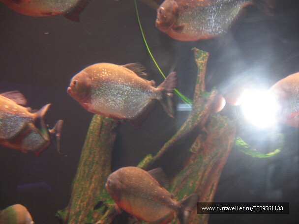 photo 1382921
