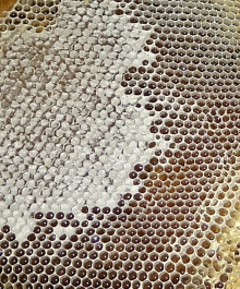photo 1139958