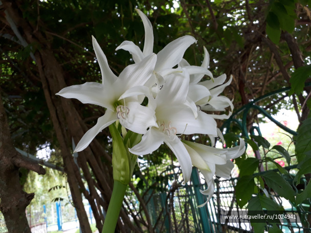 photo 1726008