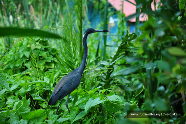 photo 257533