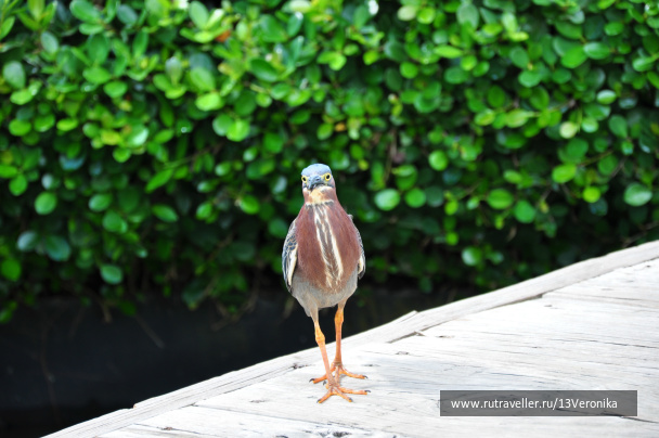 photo 257534