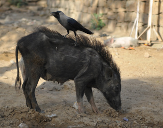 photo 267207
