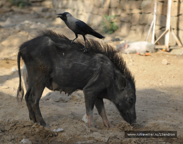 photo 267207
